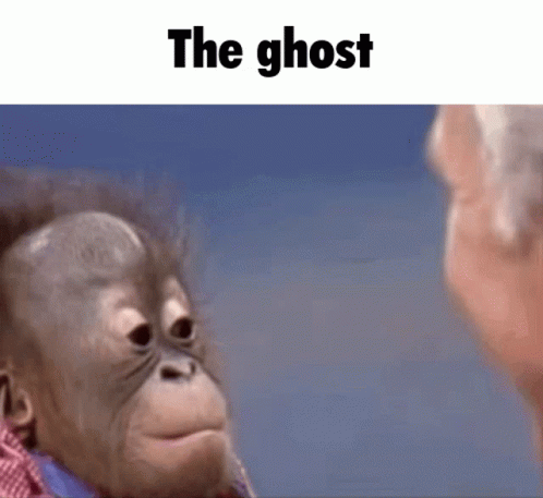 Cute Monkey Baby Orangutan Staring Meme GIF