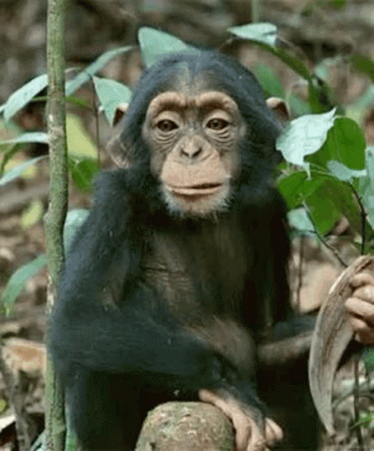 Cute Monkey Chewing GIF