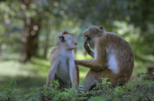 Cute Monkey Couple GIF