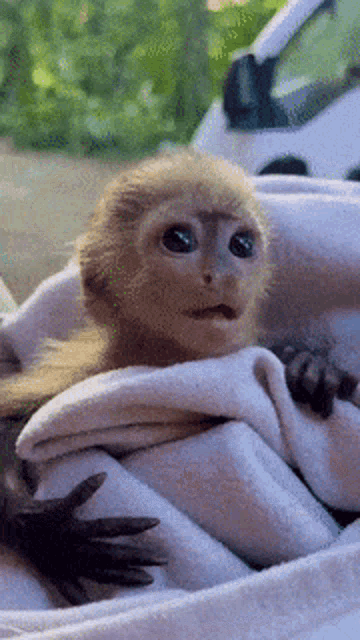 Cute Monkey Gif GIF