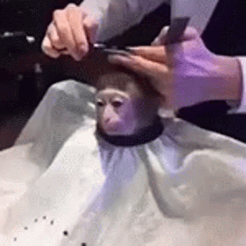 Cute Monkey Haircut GIF