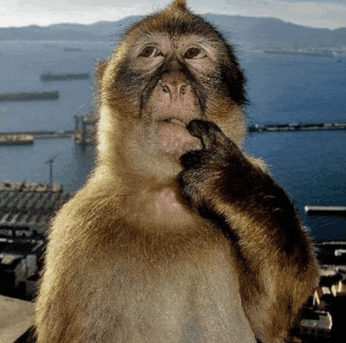 Cute Monkey Meme GIF