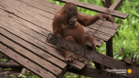 Cute Orangutan I Give Up GIF
