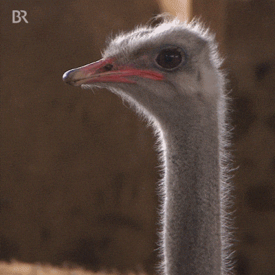Cute Ostrich Caught On Camera Yawning GIF