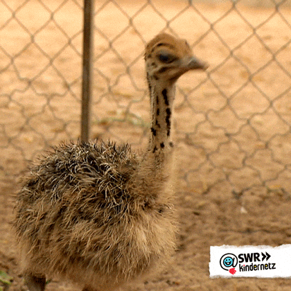 Cute Ostrich Hatchling Sipping Water GIF