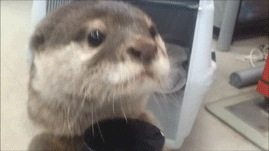 Cute Otter Looking GIF