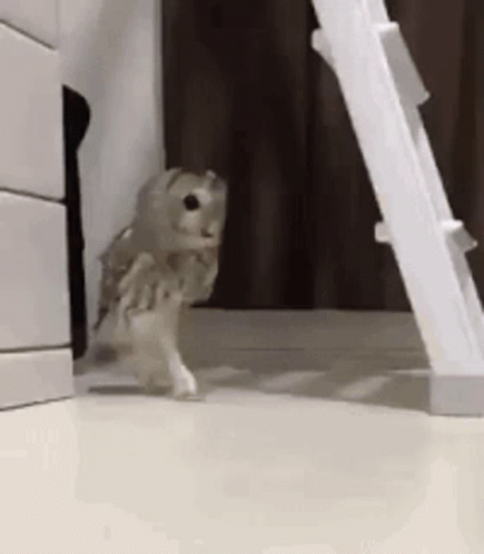 Cute Owl Sneaking Around GIF