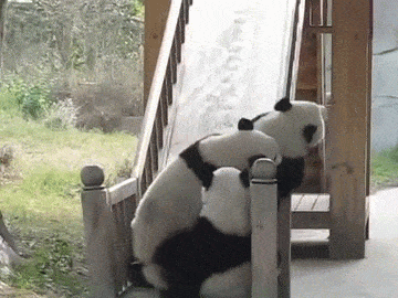Cute Panda Bear Rolling Over GIF