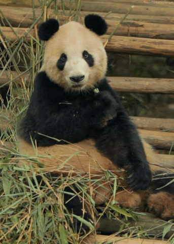 Cute Panda Grass Eating GIF