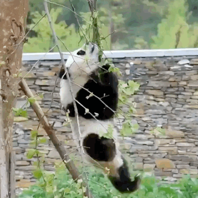 Cute Panda Hanging GIF