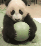 Cute Panda Holding Ball GIF