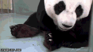 Cute Panda Holding Her Baby GIF