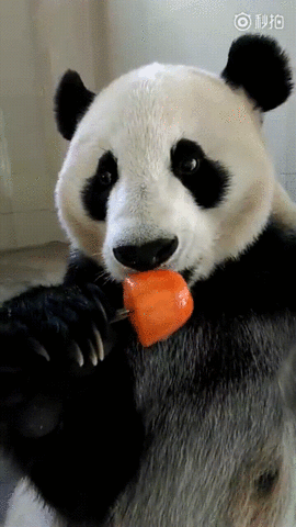 Cute Panda Licking Ice Cream GIF