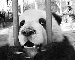 Cute Panda Munching GIF