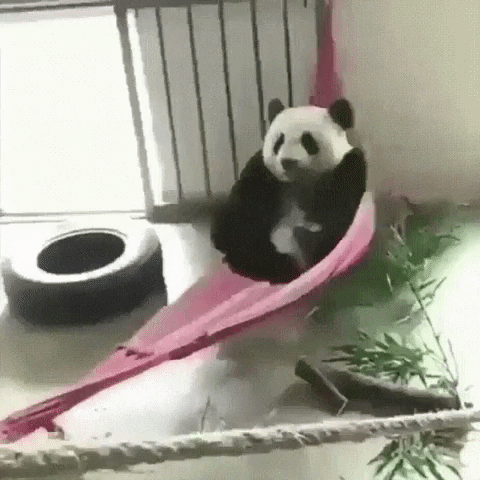 Cute Panda Resting GIF
