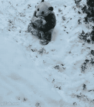 Cute Panda Rolling Downhill GIF