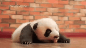 Cute Panda Wriggling GIF