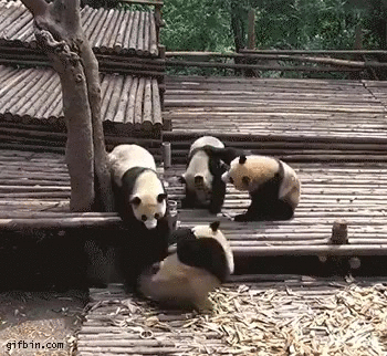 Cute Pandas Bonding GIF