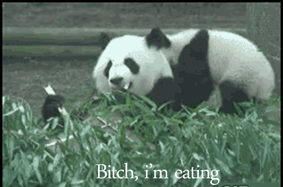 Cute Pandas Fighting GIF