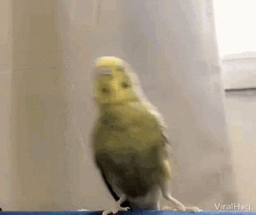 Cute Parakeet Birds Sneakily Poke GIF