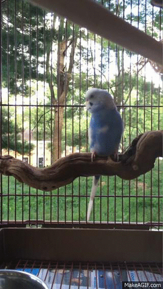 Cute Parrot Surprise Confused GIF