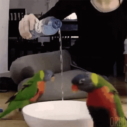 Cute Party Parrots Water Ritual GIF