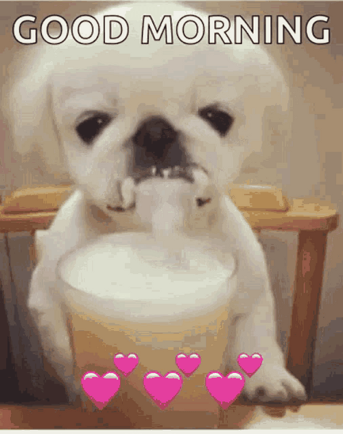 Cute Pekingese Drinking Milk Good Morning Puppy GIF