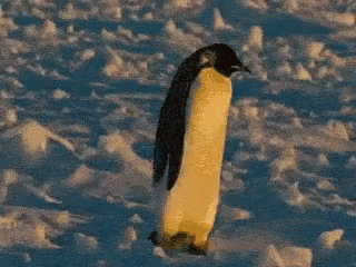 Cute Penguin Drunk Stumbling GIF