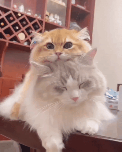 Cute Persian Cat Snuggles GIF