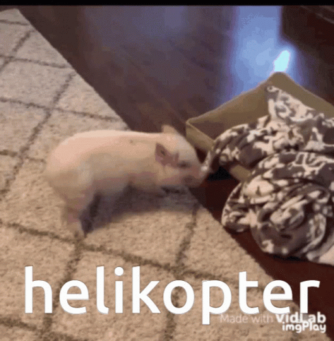 Cute Pig Helicopter Meme GIF