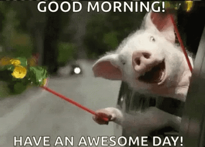 Cute Pig Shouting Good Morning GIF