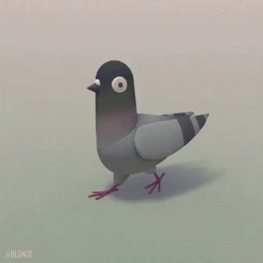 Cute Pigeon Birds GIF