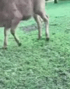 Cute Playful Baby Cow GIF