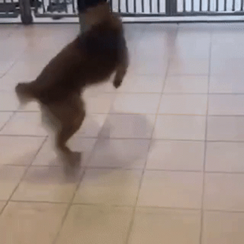 Cute Playful Dog Chasing Tail GIF