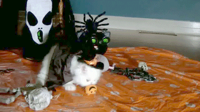 Cute Playing Halloween Cat GIF