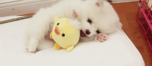 Cute Playing Pomeranian GIF