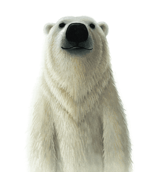 Cute Polar Bear Staring GIF