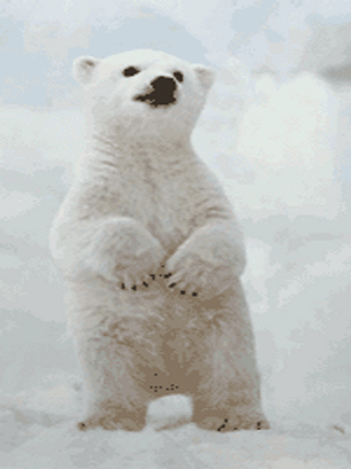 Cute Polar Bear Wiggling GIF