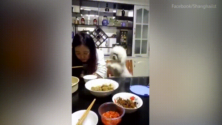 Cute Poodle Begging For Food GIF