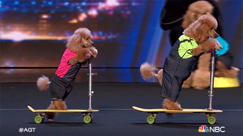Cute Poodles Riding Scooter GIF