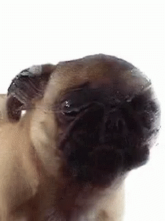 Cute Pug Dog Slurp GIF