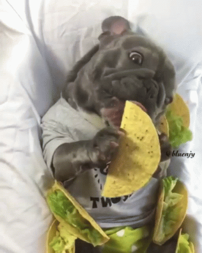 Cute Pug Eating Taco GIF