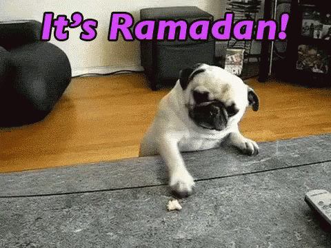 Cute Pug It's Ramadan GIF
