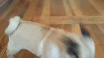 Cute Pug Looking GIF