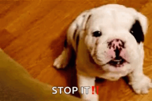 Cute Pug Stop It GIF