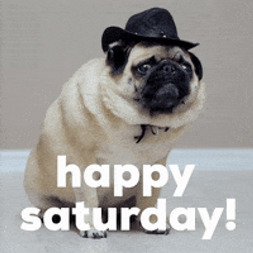 Cute Pug Wearing A Hat Saturday Morning GIF