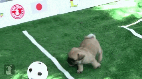 Cute Pugs Playing Soccer GIF