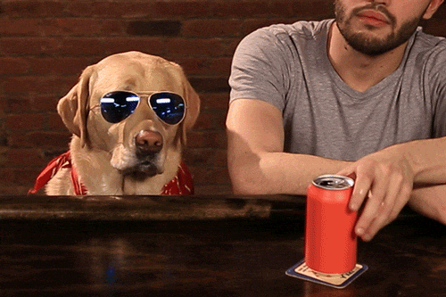 Cute Pup Chilling At The Bar GIF