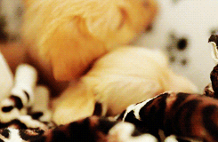 Cute Puppies Dogs Hugging Cuddling GIF