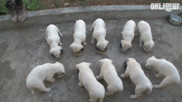 Cute Puppies Family Eating GIF